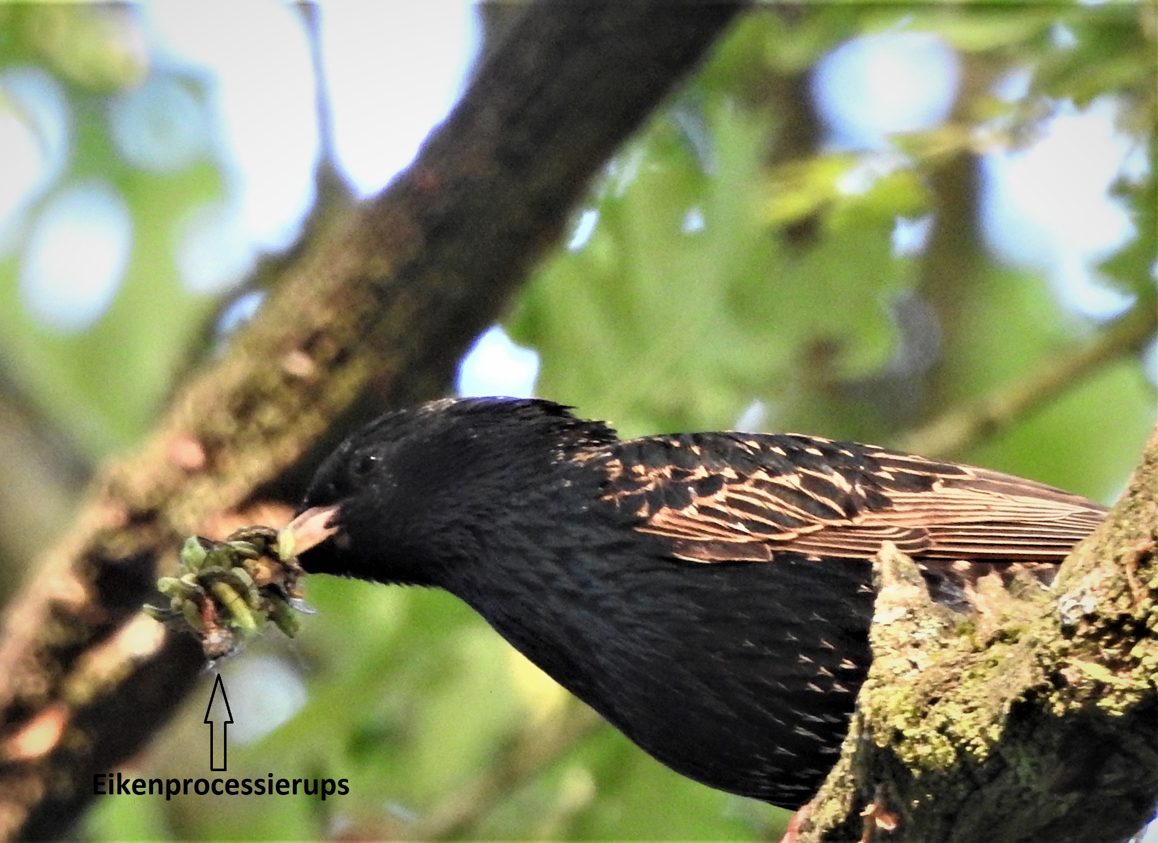 Tot wanneer duurt de overlastperiode? | Processierups